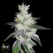 ACE Seeds Bangi Congo x Panama