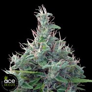 ACE Seeds Lebanese Standard