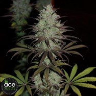 ACE Seeds CBD #1