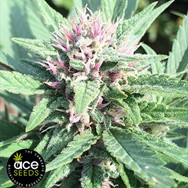 ACE Seeds Early Bubba Hash CBD