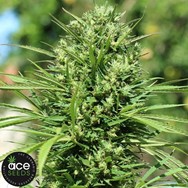 ACE Seeds Moroccan Beldia Kif