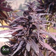 ACE Seeds Thai Chi