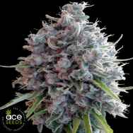 ACE Seeds Killer A5 Haze