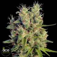 ACE Seeds Super Malawi Haze