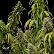 ACE Seeds Colossus