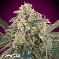 Advanced Seeds AUTO Amnesia XXL