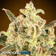 Advanced Seeds AUTO Biodiesel Mass XXL