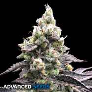 Advanced Seeds AUTO Acai Mintz
