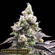 Advanced Seeds AUTO Acai Mintz