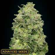 Advanced Seeds Auto Afghan Skunk
