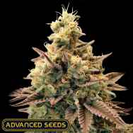 Advanced Seeds AUTO Animal Zookies