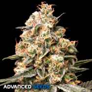 Advanced Seeds AUTO Apple Fritter