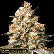 Advanced Seeds AUTO Apple Fritter