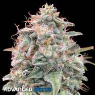 Advanced Seeds AUTO Banana Cookies