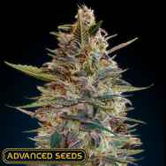Advanced Seeds Auto Blue Diesel