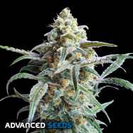 Advanced Seeds AUTO Cherry Pie