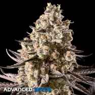 Advanced Seeds AUTO Fire DOG