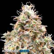 Advanced Seeds AUTO Forbidden Fruit Cake