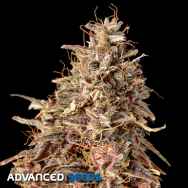Advanced Seeds AUTO Mimosa Punch