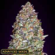 Advanced Seeds AUTO NYC Diesel