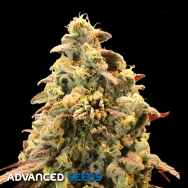 Advanced Seeds AUTO Rainbow Sherbet #11