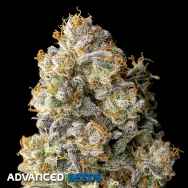 Advanced Seeds Acai Mintz