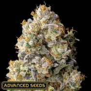Advanced Seeds Acai Mintz