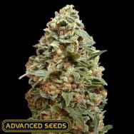 Advanced Seeds Afghan Skunk