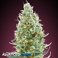 Advanced Seeds Amnesia FAST