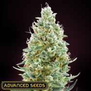 Advanced Seeds Amnesia FAST