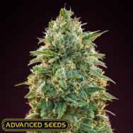 Advanced Seeds Amnesia