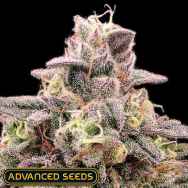Advanced Seeds Animal Zookies