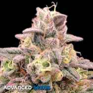 Advanced Seeds Animal Zookies