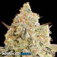 Advanced Seeds Apple Fritter