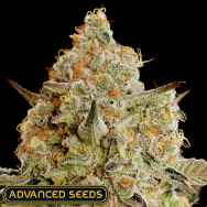 Advanced Seeds Apple Fritter