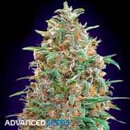 Advanced Seeds AUTO Purple Diesel