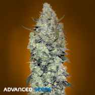 Advanced Seeds AUTO Critical Mass