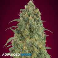 Advanced Seeds AUTO Strawberry Gum