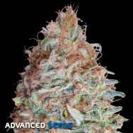 Advanced Seeds Banana Cookies