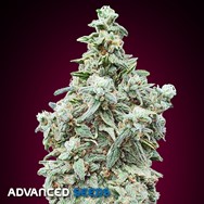 Advanced Seeds Cherry Pie