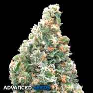 Advanced Seeds Cherry Pie FAST