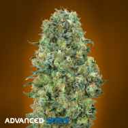 Advanced Seeds Critical Mass