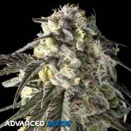 Advanced Seeds Fire DOG