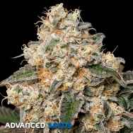 Advanced Seeds Forbidden Fruit Cake