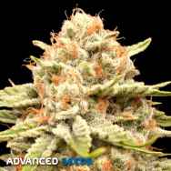 Advanced Seeds Garlicane