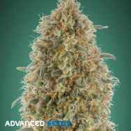 Advanced Seeds Gorilla Blue