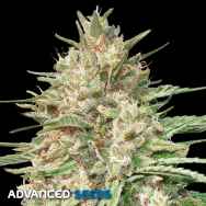 Advanced Seeds Lemon Bean