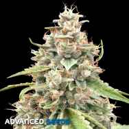 Advanced Seeds Lemon Bean Fast