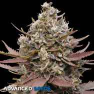 Advanced Seeds Mimosa Punch