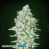 Advanced Seeds OG Kush SFV